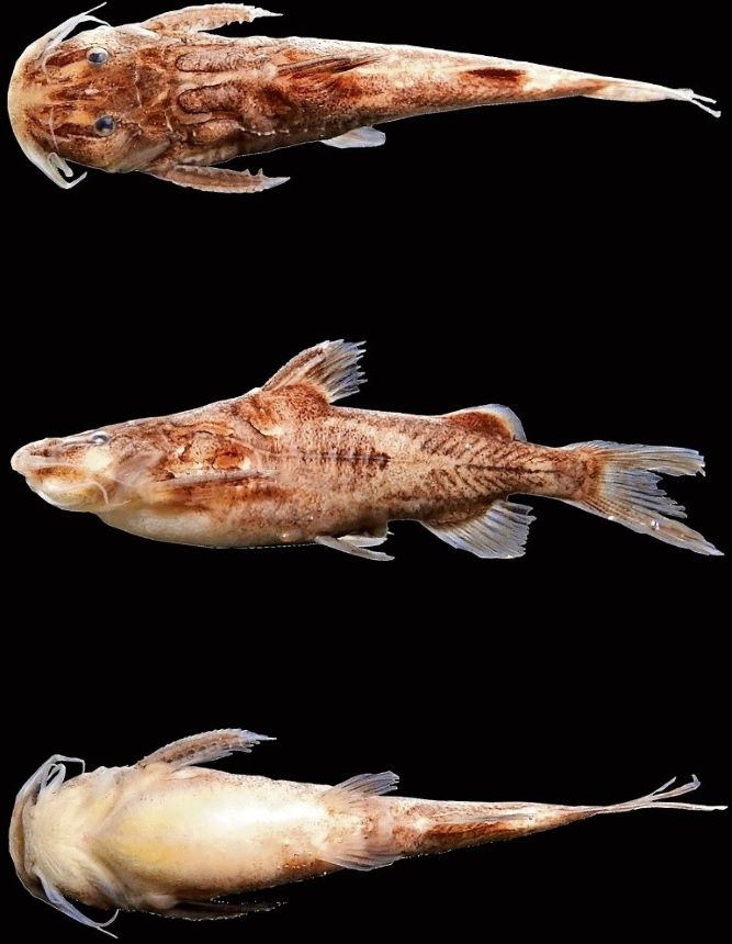 New Freshwater Catfish Species Pseudolaguvia khairii Discovered in Odisha's Budhabalanga River
